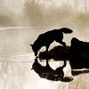 moonbit: the quiet moment of a wolf drinking alone at a lake accompanied only by their own reflection (solitary drink)