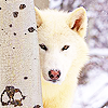 moonbit: a white wolf peeking from around a birch tree trunk (hide and seek)