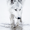 moonbit: a wolf looking worried, wading through shallow water that hits their paws (worried)
