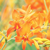 ypsilon42: (flower)