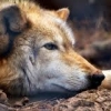 moonbit: a wolf flopped on the ground ears down/forward (sad wolf)
