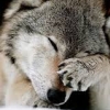 moonbit: wolf eyes closed, paw covering over muzzle (oh goodness)
