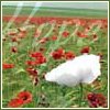 trixieleitz: White poppy in a field of red poppies, superimposed text: "Hope" (white poppy hope)