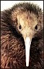 trixieleitz: photo of a kiwi looking at the camera (kiwi)