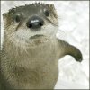 trixieleitz: a cute otter looking curiously up at you. There is ice in the background. (ice ice otter)
