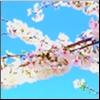 curiosity: Two branches of blossoms crossing over each other against a bright blue background. (Picto: Dogwood Branches)