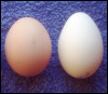 trixieleitz: a round brown egg and a long white egg side-by-side on a blue background (eggs)