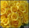 saunteringfiend: (roses: yellow, yellow roses)