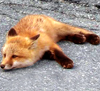vixy: (fired fox)