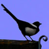 vixy: (magpie still)