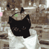 sweetmeow: (Music black cat)