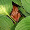 sweetmeow: (Leaf cat)