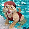 sweetmeow: (Swimming kitty)
