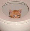 sweetmeow: (Potty cat)