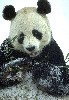 flying_bear: норма flying_bear: (норма)