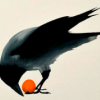 bloodnfire: (nevermore)