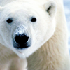 likesliving: (Morph: Polar Bear)