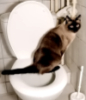 katussja: (На унитазе)