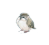 xsparrow: (pic#9078033)