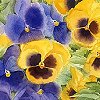 andeincascade: (Pansies)