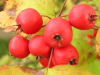 dotje_lieveke: (berries)