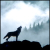 x_rahne: (howl)