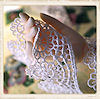 miffimifster: (lace)