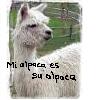 mergatrude: A white suri alpaca with the text "mi alpaca es su alpaca" (mi alpaca)
