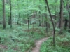 witchythings: (The Green Path)
