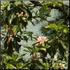 curiosity: The edges of the icon are swathed in green, making a peephole with a view of the lake. (Picto: Wreath of Foliage)
