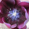theora: the center of a dark purple tulip (Default)
