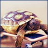 esteefee: clyde from Elementary on tiny skateboard (clyde)