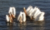 onyxlynx: 6 pelicans at the local watering hole (Six Pelicans)