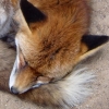 coffeevixen: (curled/sad)