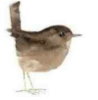 corvus_kari: brown wren (wren)