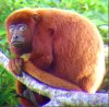 xraytheenforcer: (howler monkey)