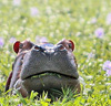 xraytheenforcer: (hippo2)