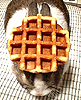 lurkitty: (bunny waffle)
