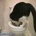 lurkitty: (toilet cat)