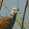 curiousbox: European Turtle Dove (turtle dove daemon)