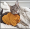 apologizingkitty: Photo of a cat wearing a mustard-yellow sweater. (Default)
