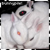 pantswarrior: Three bunnies snuggling adorably. (3sisters)