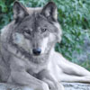 timbre_wolf