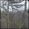 unfavorableinstigation: Foresty background (Forest)