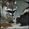 senmut: Picture of a raccoon and skunk sharing cat kibble (General: Raccoon and Skunk)