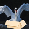 sunnymodffa: Picture of an angry swan in a cardboard box (Swan in a Box)