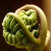 caballusgentilis: close-up of a tightly-furled fern fiddlehead (fiddlehead; all in potential)