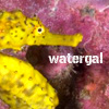 watergal: (vina)