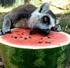 lazy_natalia: (lemur_arbuz)