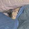 affreca: Cat Under Blankets (Default)